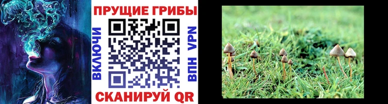 как найти наркотики  Тырныауз  darknet официальный сайт  Псилоцибиновые грибы Psilocybine cubensis 